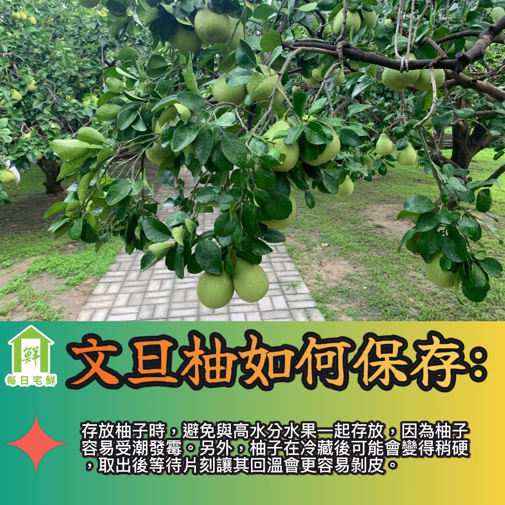 【每日宅鮮】 台南麻豆文旦柚禮盒(4~6粒入/5斤±5%*1盒)｜中秋團圓_企業採購/團購_中秋送禮｜