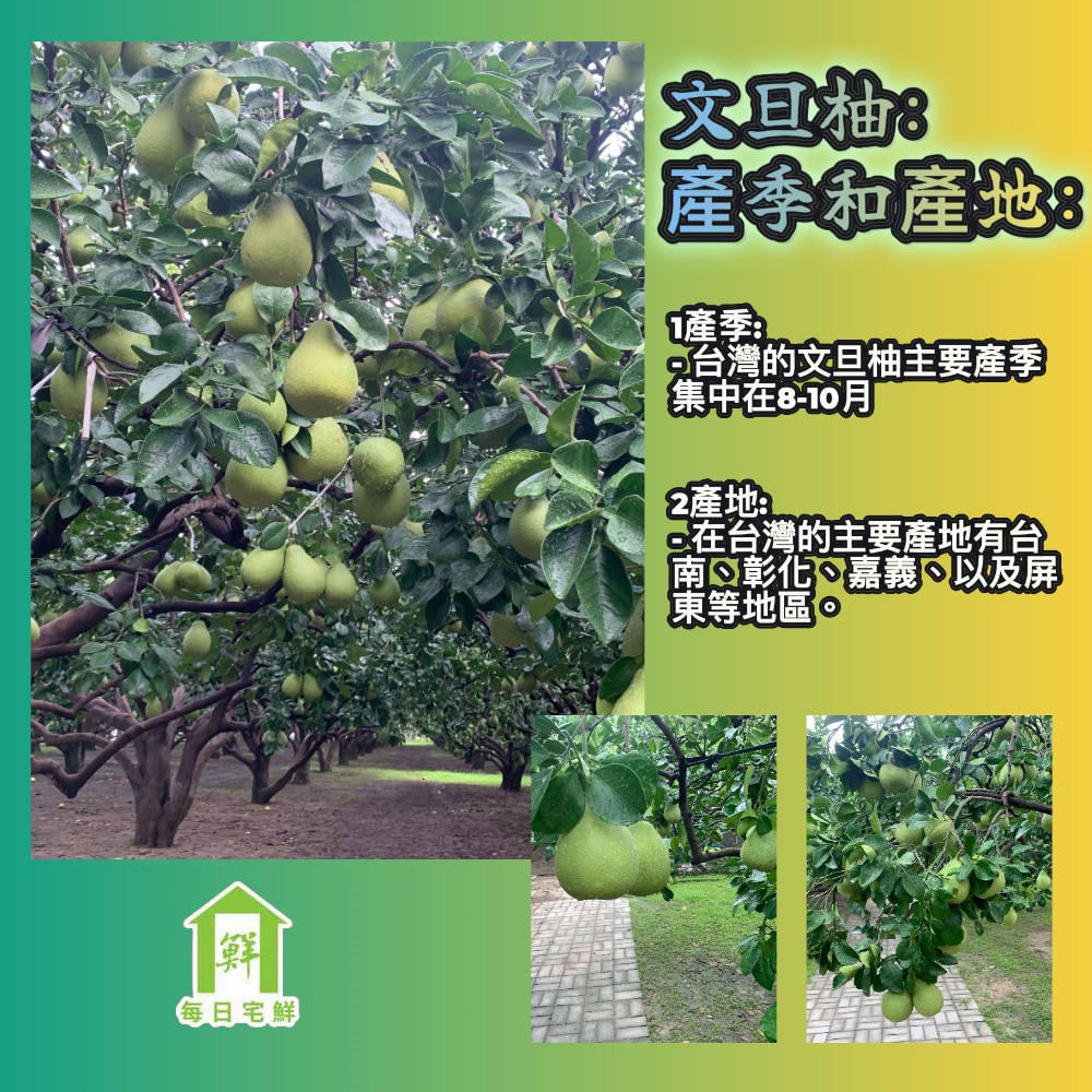 【每日宅鮮】 台南麻豆文旦柚禮盒(4~6粒入/5斤±5%*1盒)｜中秋團圓_企業採購/團購_中秋送禮｜