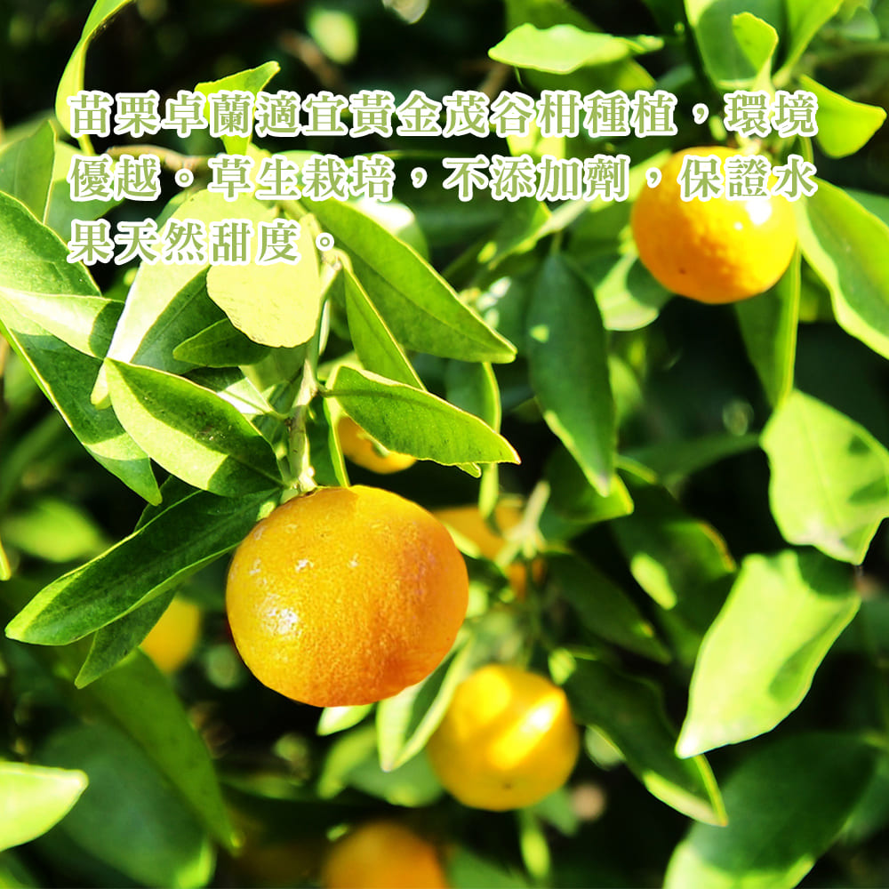 【每日宅鮮】苗栗卓蘭黃金茂谷柑（15粒／3.3kg±10% x1箱 免運 台灣水果 柑橘 橘子）