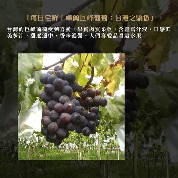 【每日宅鮮】台灣巨峰葡萄（400g±5% x5盒／箱 免運）