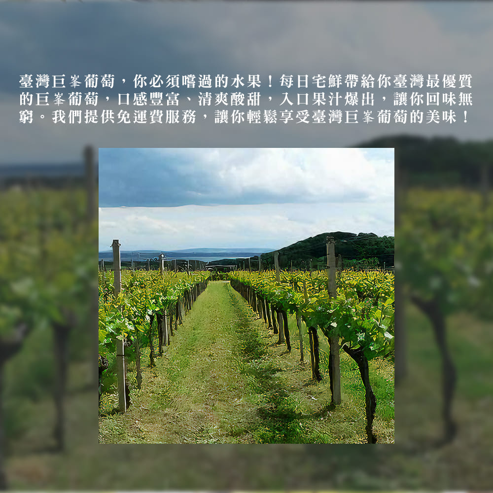 【每日宅鮮】台灣巨峰葡萄（400g±5% x4盒／箱 免運 卓蘭葡萄）