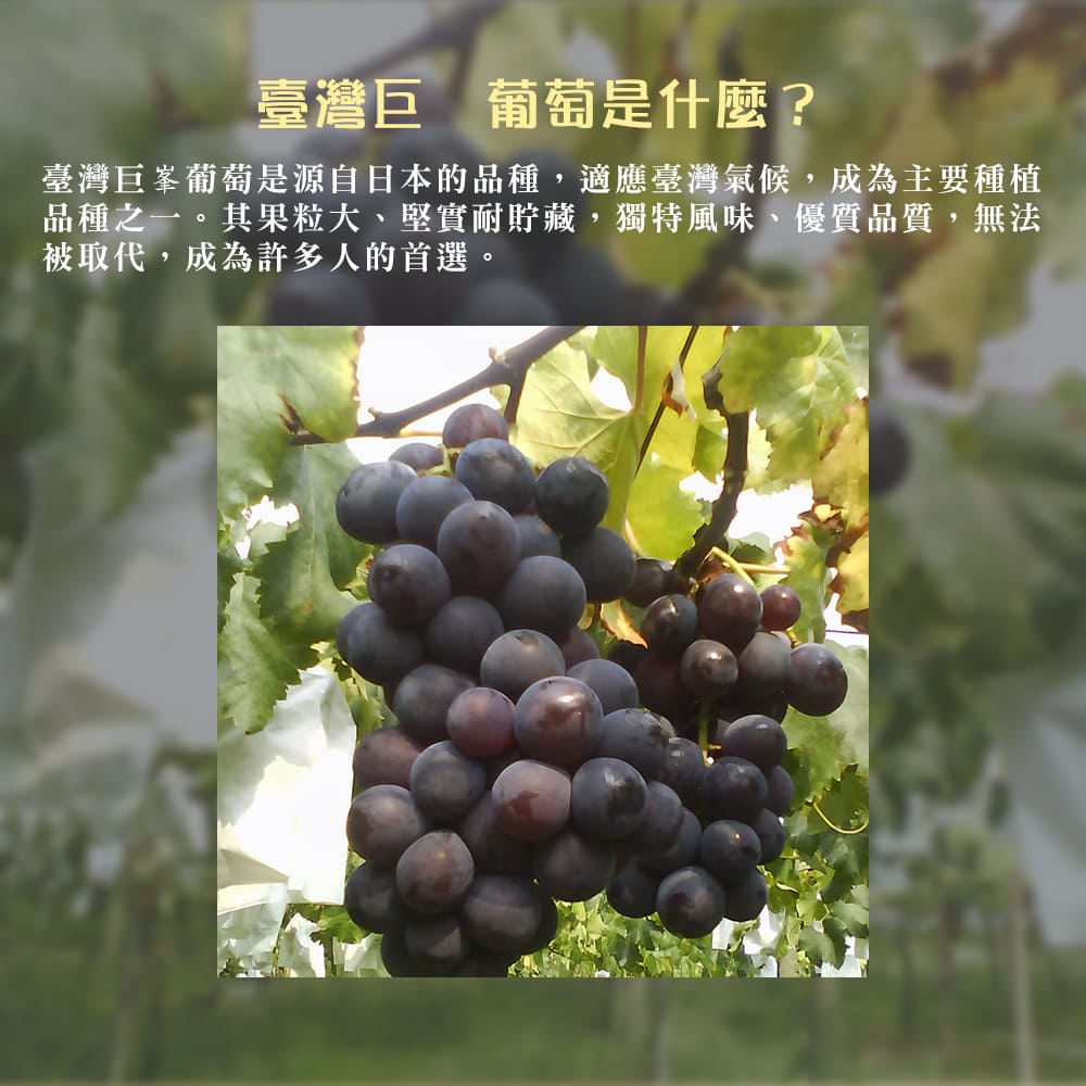 【每日宅鮮】台灣巨峰葡萄（400g±5% x4盒／箱 免運 卓蘭葡萄）