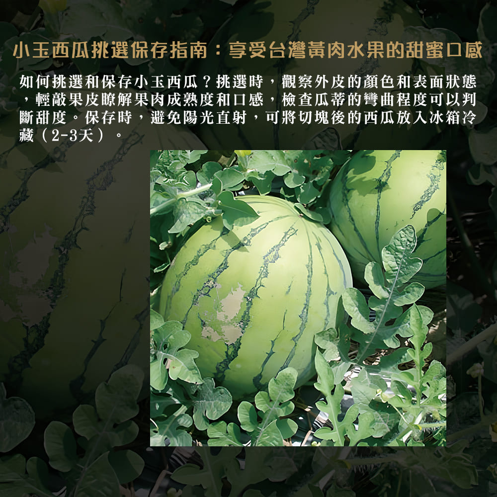 【每日宅鮮】台灣小玉西瓜（3kg±5% x3粒 黃肉 免運）