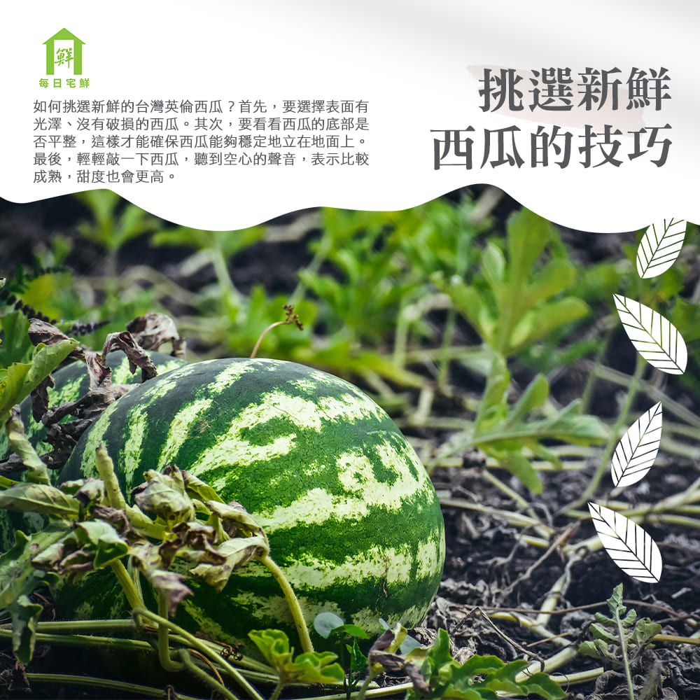 【每日宅鮮】任選$799免運 台灣英倫西瓜(4.2kg／粒±5% x1粒 紅肉 中西瓜)