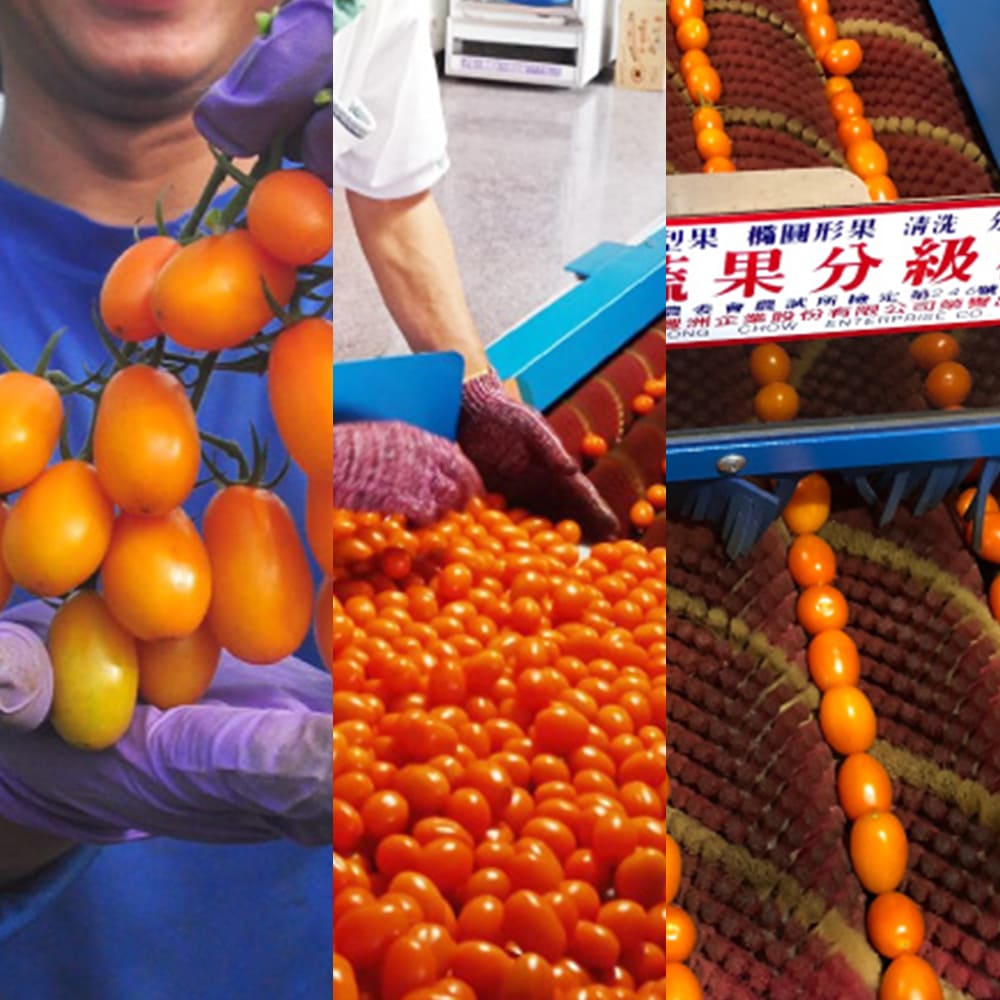【每日宅鮮】美濃金黃橙蜜香小番茄 4盒 / 箱（2.4kg／箱±10%）