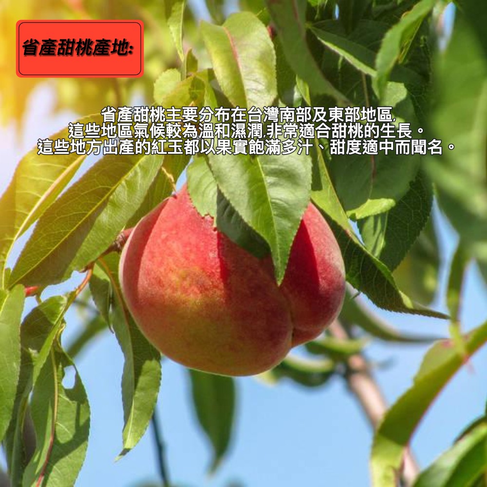 【每日宅鮮】任選$799免運 省產甜桃 (5-8粒入,600g±5% x1盒)