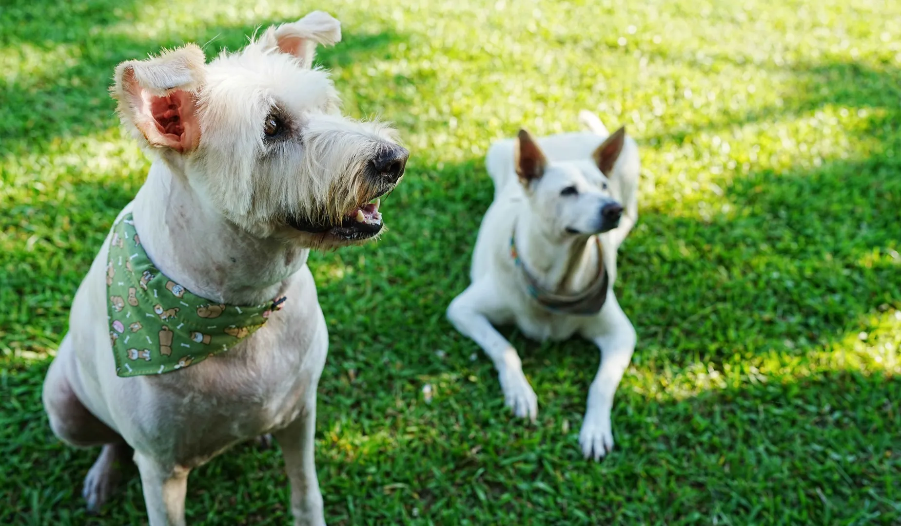 兩隻白色狗狗在哈比雪兒的草地上，寵物友善餐廳，寵物友善火鍋，寵物友善景點，寵物友善農場
