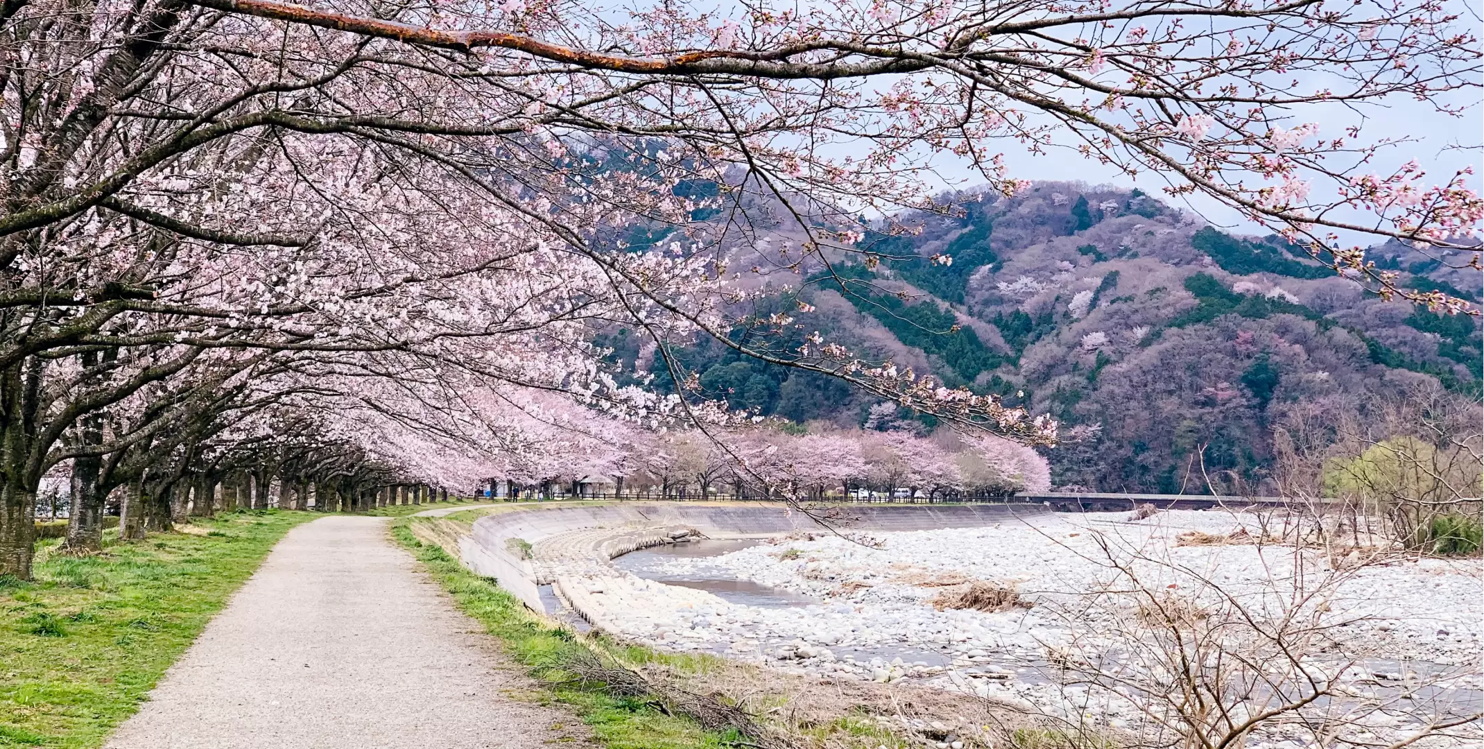 日本櫻花步道