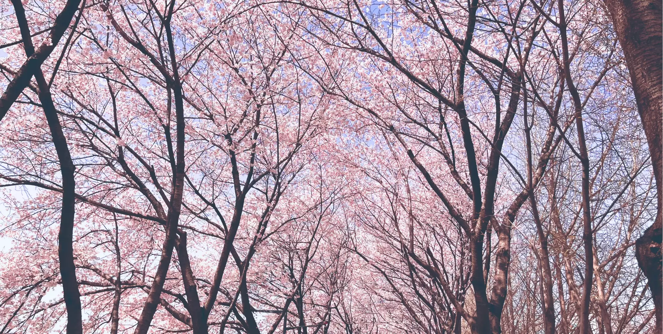 日本櫻花盛開