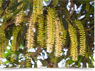 夏威夷果花穗