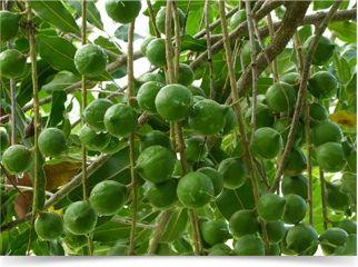 夏威夷果樹上，結實纍纍