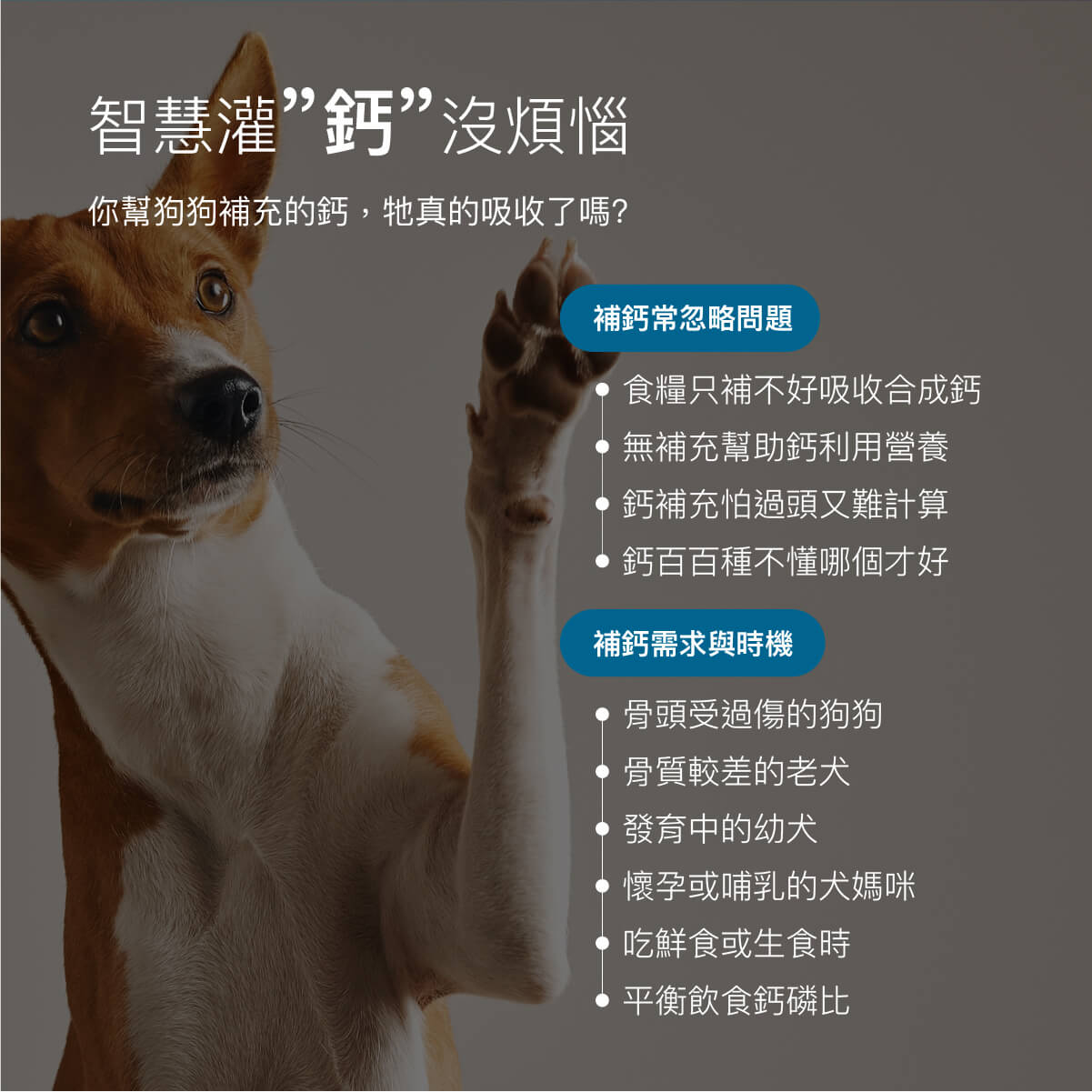 【限時優惠!再贈試用包】木入森 犬寶D藻鈣 30包