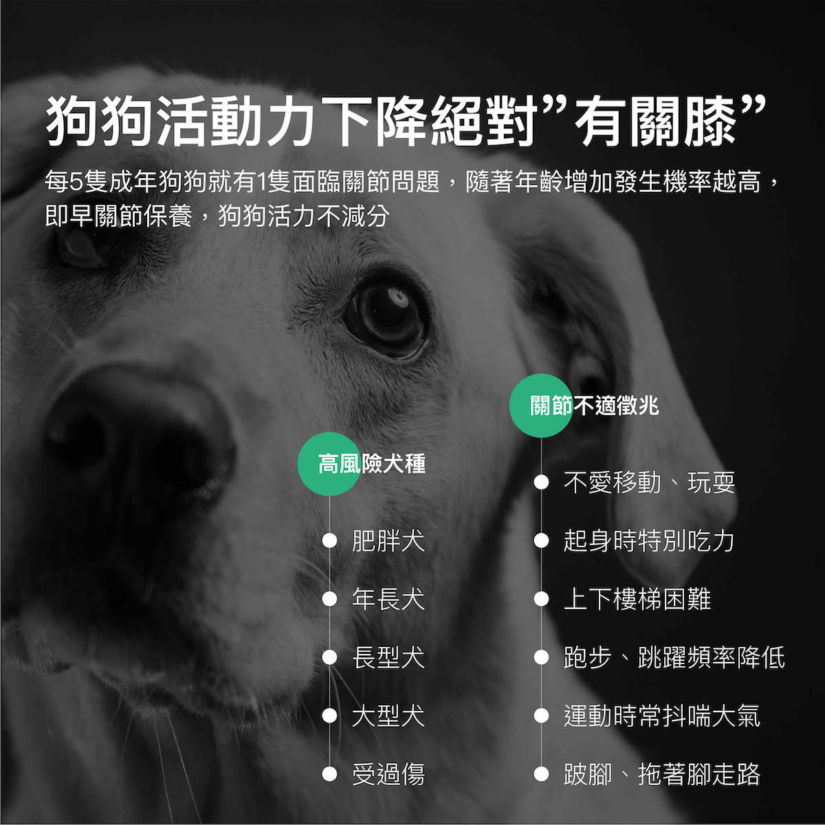 【限時優惠!再贈試用包】木入森 犬寶有關膝 30顆