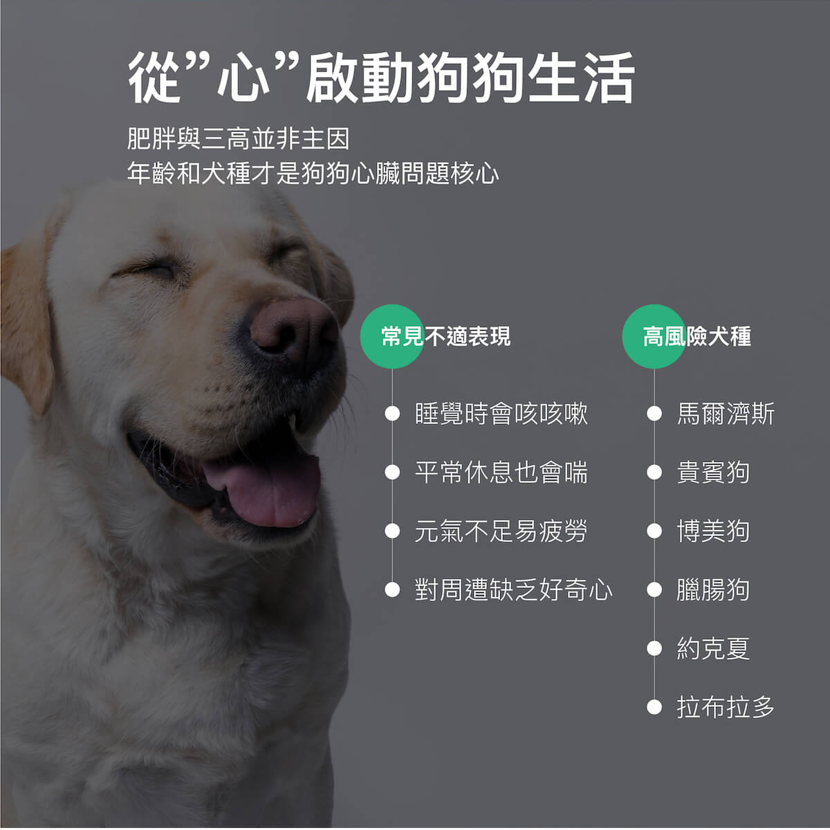 【限時優惠!再贈試用包】木入森 犬寶珍心動 30顆