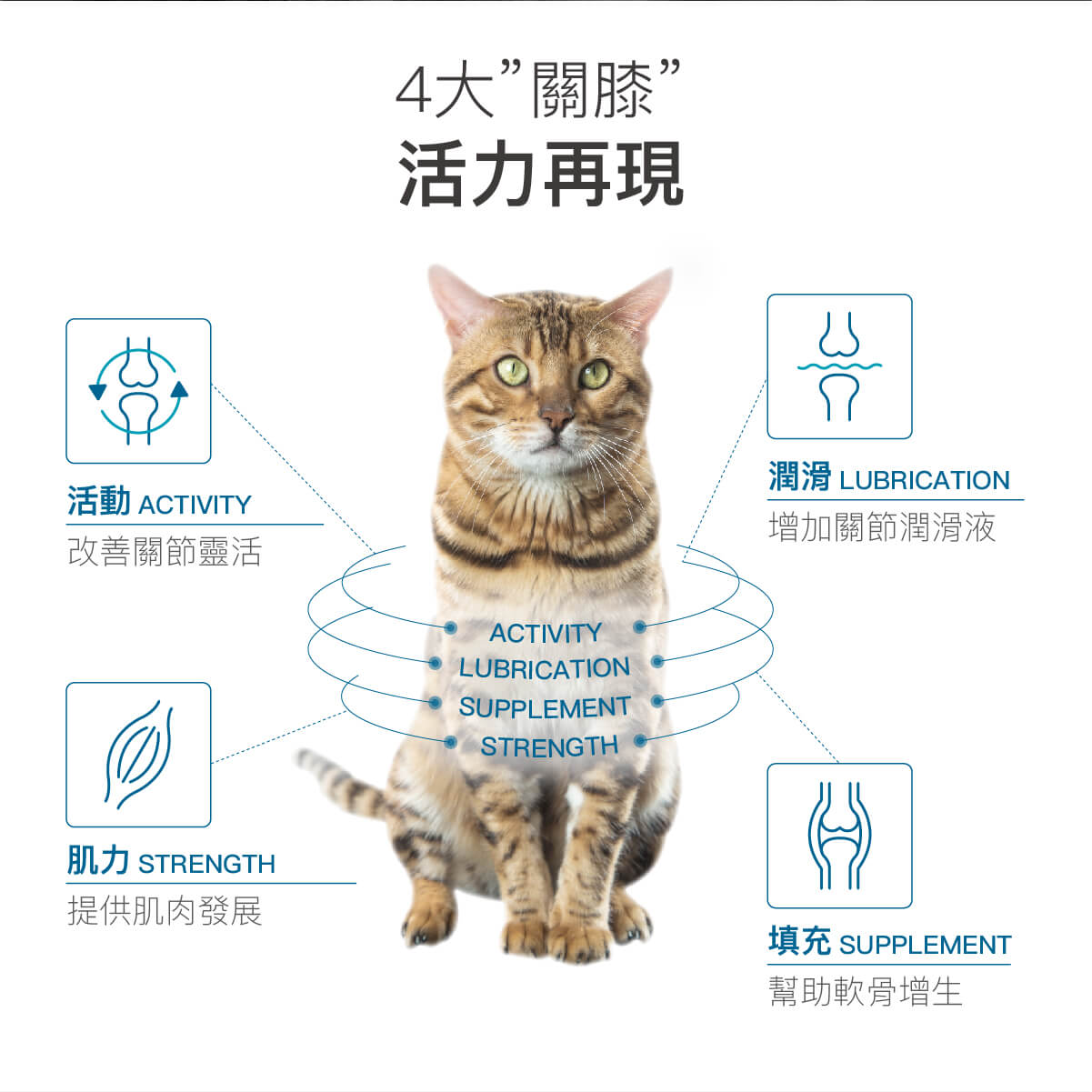 【限時優惠!再贈試用包】木入森 貓咪有關膝 60顆