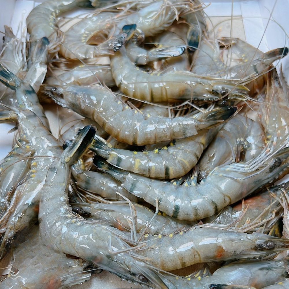 活凍草蝦28P 240g