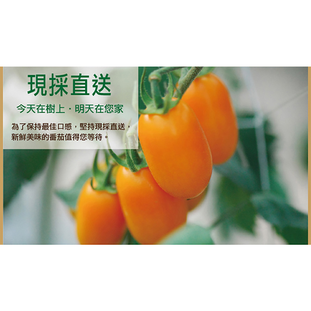 <預購>【高雄美濃】橙蜜香3斤/5斤 禮盒