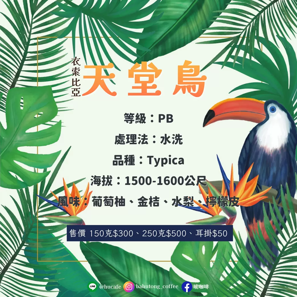 巴布亞新幾內亞-天堂鳥莊園 250克