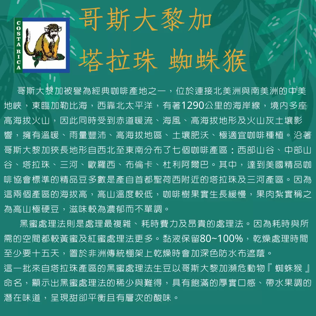 哥斯大黎加-塔拉珠 蜘蛛猴150克