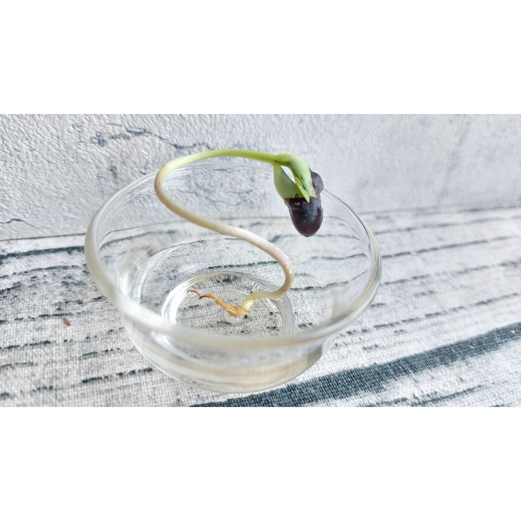 珍珠黑豆 台南3號小黑豆 國產青仁黑豆 (生) 台灣黑豆 青仁黑豆 可催芽 原生種 黑豆酒 無豆腥味 生黑豆 青仁黑豆,U53640005,珍珠黑豆台南3號小黑豆國產青仁黑豆(生)台灣黑豆青仁黑豆可催芽原生種黑豆酒無豆腥味生黑豆青仁黑豆,豆類,U5364000501,U5364000502