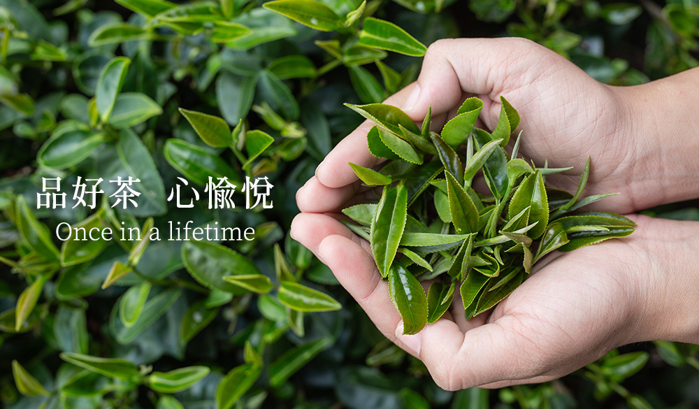 衫林溪 高山茶 150g 4兩/包