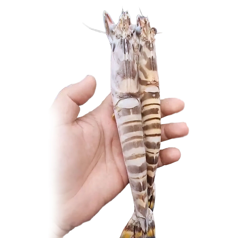 冷凍明蝦15公斤