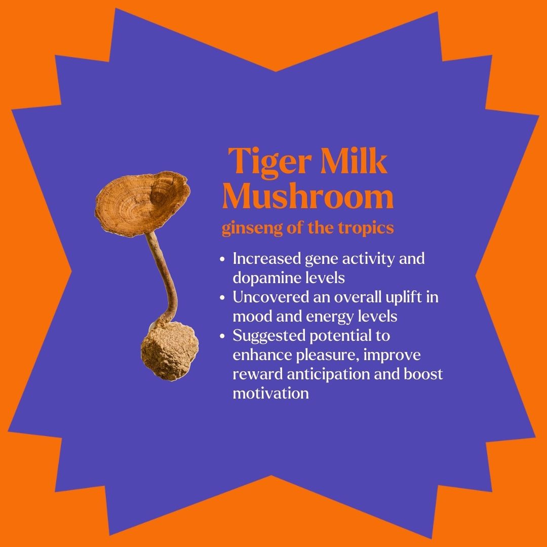 動力派海苔脆｜芥末美乃滋味,U60550004,動力派海苔脆｜芥末美乃滋味,天然活性成分,一盒4包,素食可食