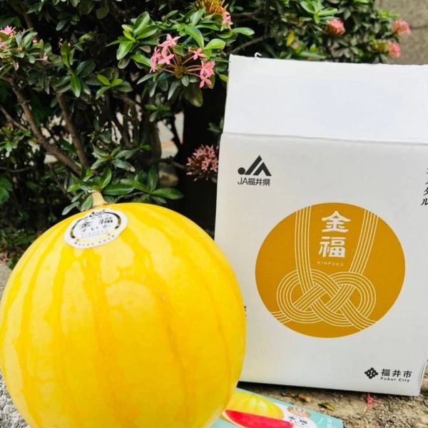 【專業農】日本 福井 珍稀 新品種✨ 《金福 銀福 西瓜》原裝一玉禮盒