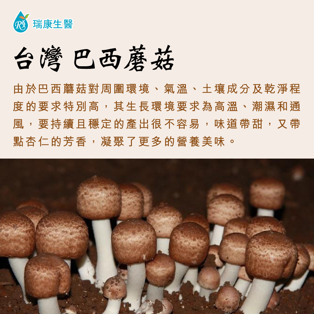 巴西蘑菇乾菇45g禮盒 (冷凍乾燥技術)-共12盒