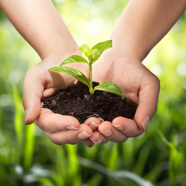 分享到 【植樹計畫】小樹認養 :種樹苗/ 5棵 (含一年照顧、管理)