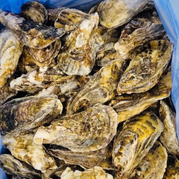 日本生蠔,活體急凍,生食級檢驗,肉質飽滿,無腥味,奶香濃郁