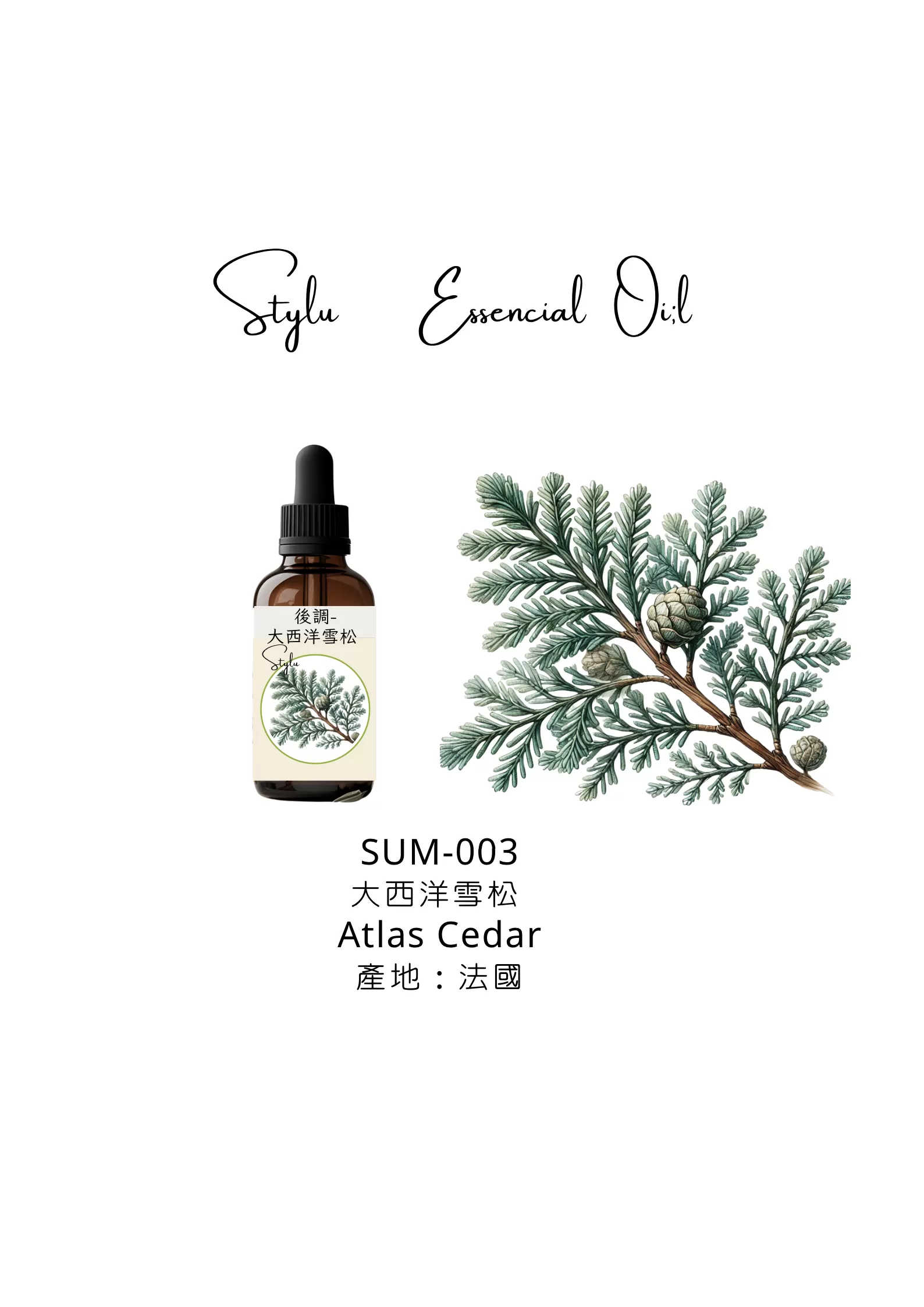 大西洋雪松 Atlas Cedar