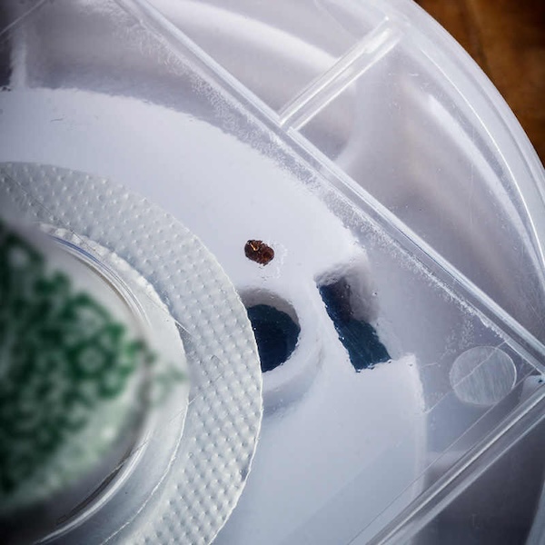 「Lubinski 台灣官方總代理」泰因諾人 雪茄房櫃保濕盒用 煙雪茄蟲誘捕器｜Capadura｜,雪茄課程,雪茄館,cigar,Capadura,非古雪茄