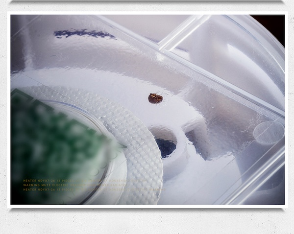 「Lubinski 台灣官方總代理」泰因諾人 雪茄房櫃保濕盒用 煙雪茄蟲誘捕器|Capadura|,雪茄課程,雪茄館,cigar,Capadura,非古雪茄