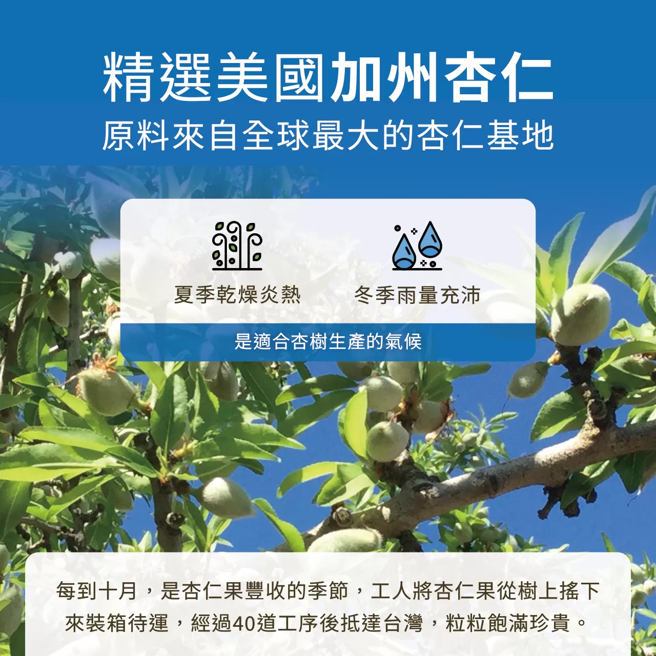 【廚房好物】冷壓初榨堅果杏仁油 （250ml/瓶） Almond Oil