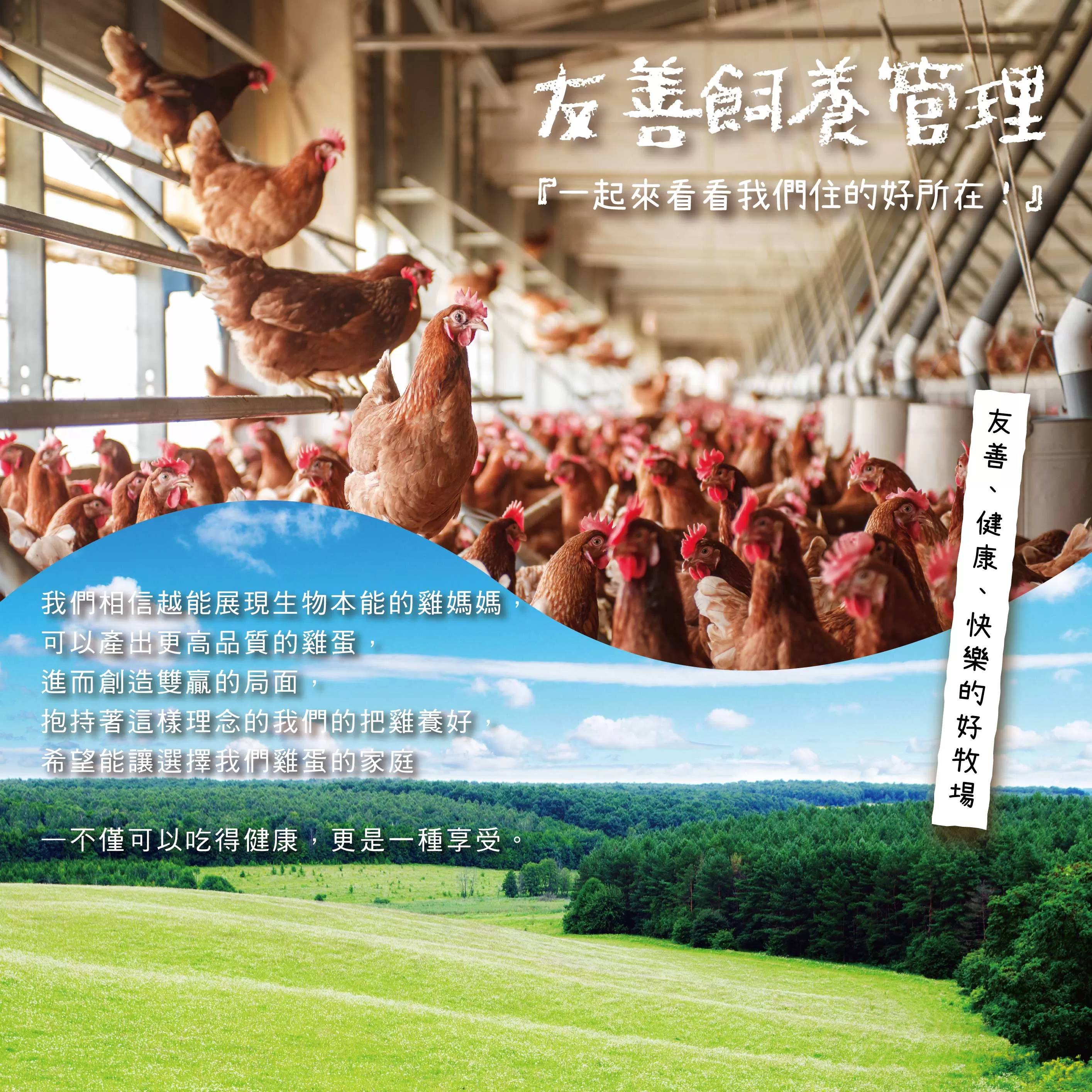 咱兜ㄟ養雞場 星潮金盞花機能蛋/紅殼/10入/x10盒團購箱(台灣首家專門銷售機能蛋專家)