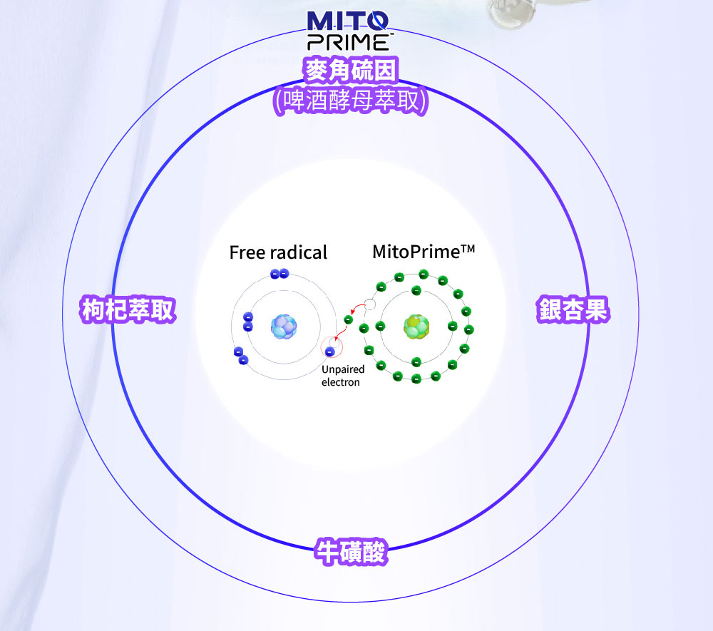 【SHINER】憶活萃 (30粒/盒),精神活力,記憶力提升,大腦保健,牛磺酸,銀杏萃取