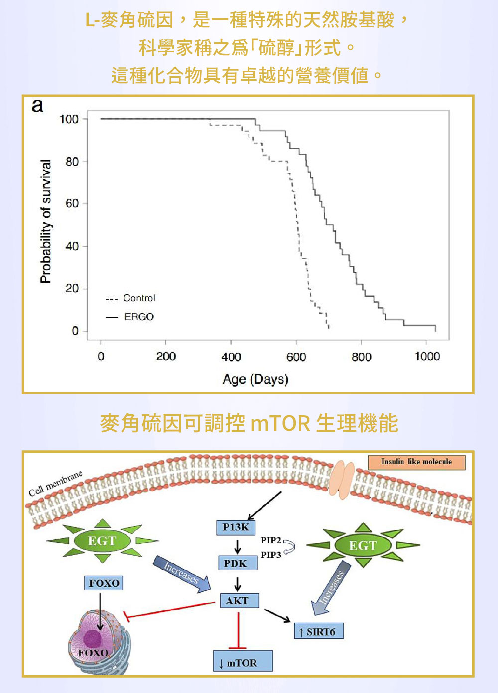 【SHINER】憶活萃 (30粒/盒),精神活力,記憶力提升,大腦保健,牛磺酸,銀杏萃取
