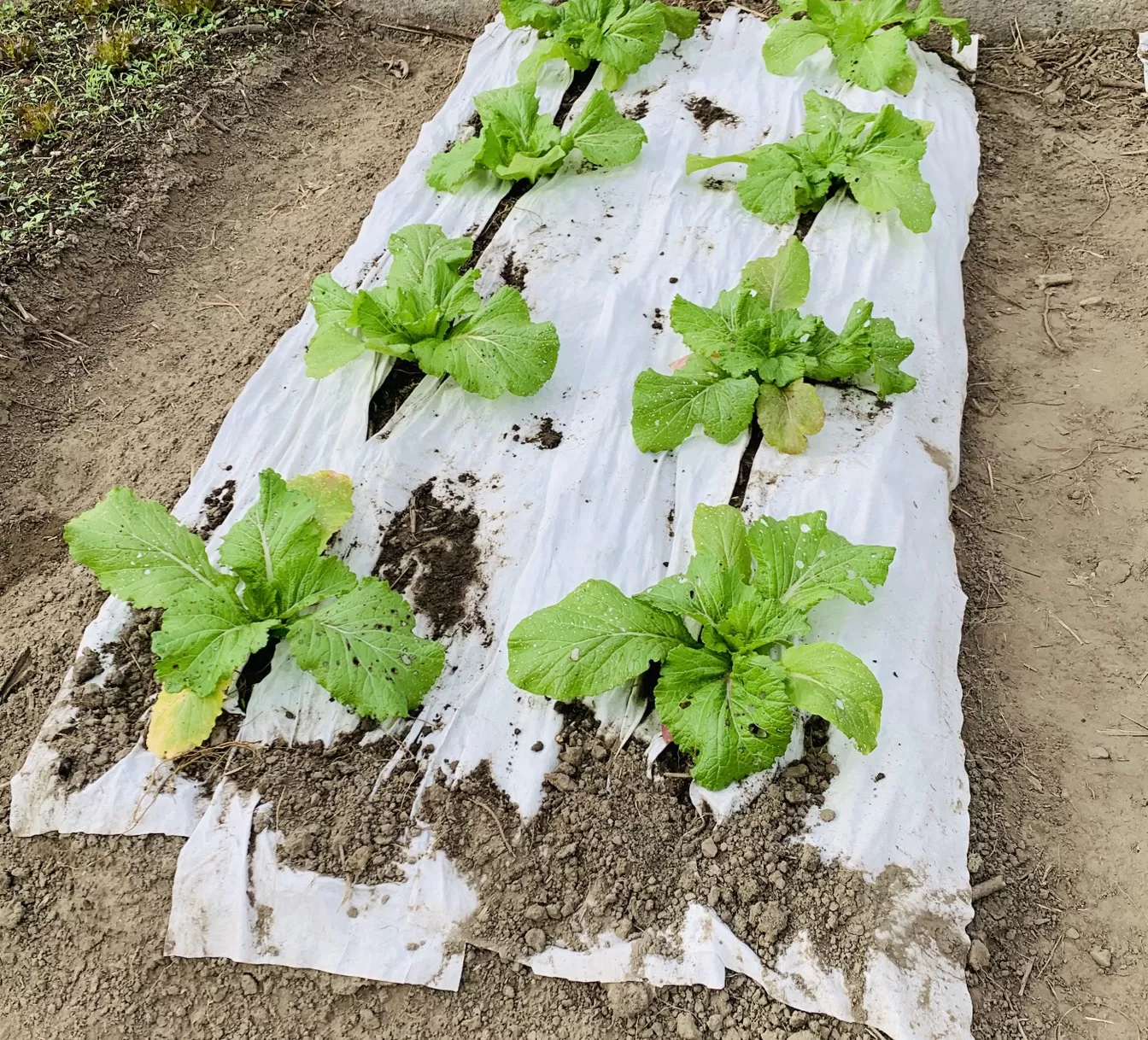 零塑生物可降解環保有機農業抑草布/農地膜